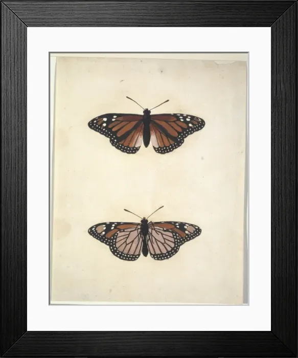Framed Print : Unpublished lepidoptera watercolour by Eleazar Albin Framed Print : Unpublished lepidoptera watercolour by Eleazar Albin