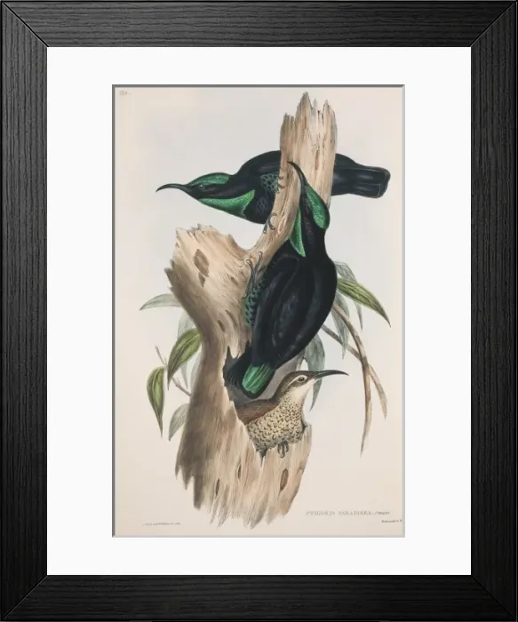 Framed Print : Ptiloris paradiseus, paradise riflebird Framed Print : Ptiloris paradiseus, paradise riflebird
