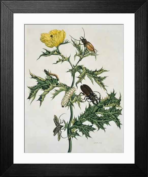 Framed Print : Two species of beetle Framed Print : Two species of beetle