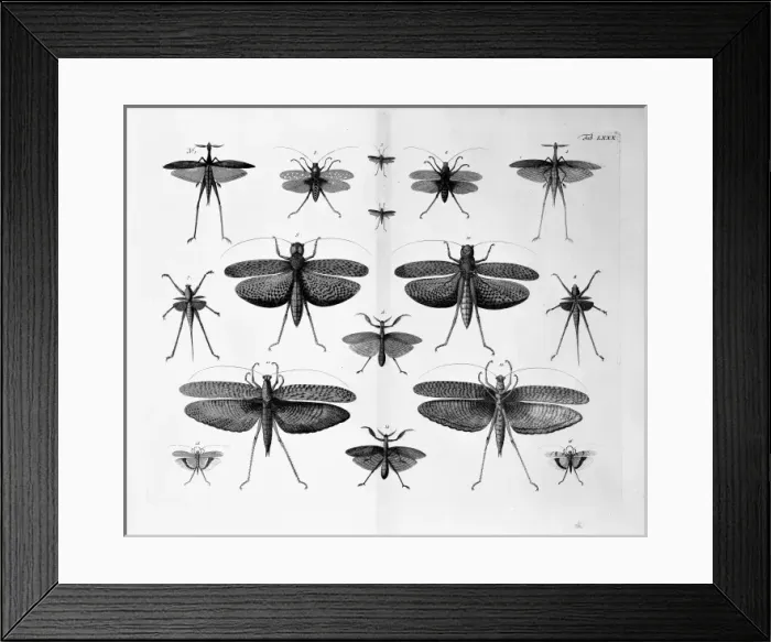 Framed Print : Insects illustration Framed Print : Insects illustration
