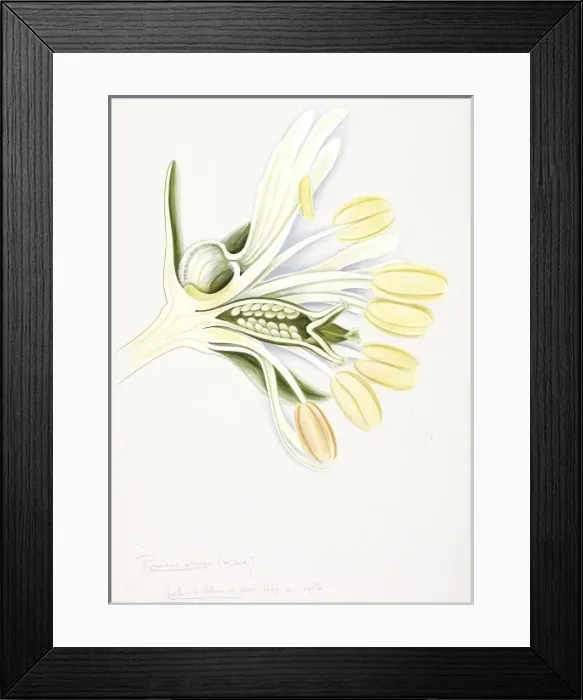 Framed Print : Reseda alba, white upright mignonette Framed Print : Reseda alba, white upright mignonette