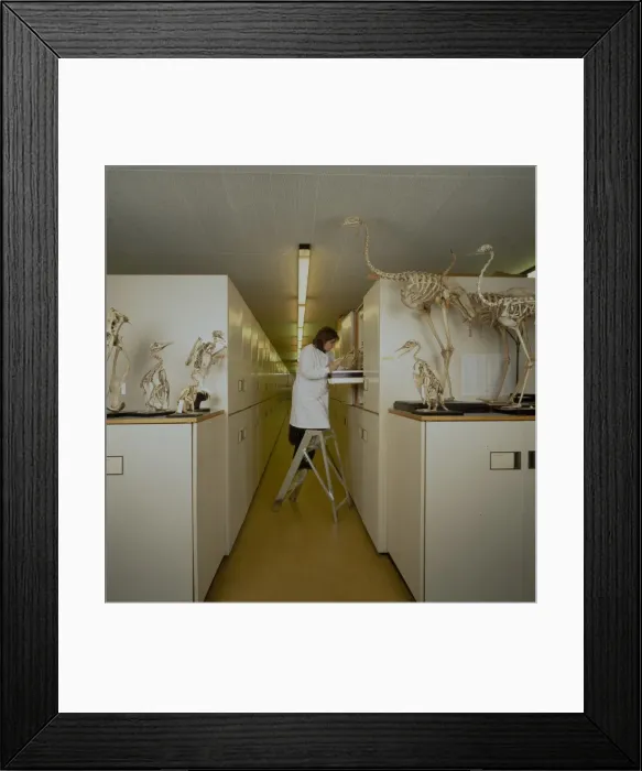 Framed Print : Bird Collections Framed Print : Bird Collections