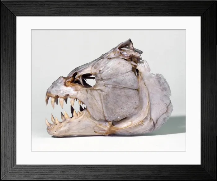 Framed Print : Hydrocynus sp. tigerfish Framed Print : Hydrocynus sp. tigerfish