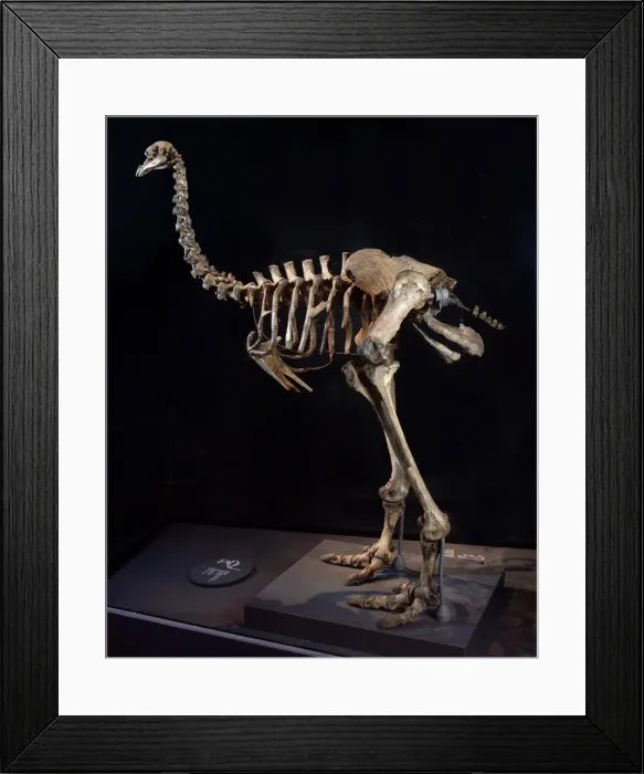 Framed Print : Pachyornis elephantopus, heavy-footed moa Framed Print : Pachyornis elephantopus, heavy-footed moa