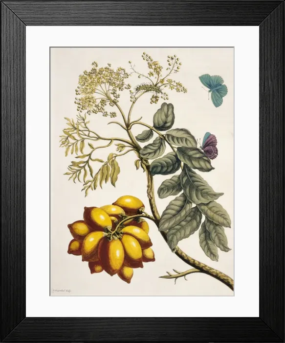 Framed Print : Insects of Surinam Framed Print : Insects of Surinam