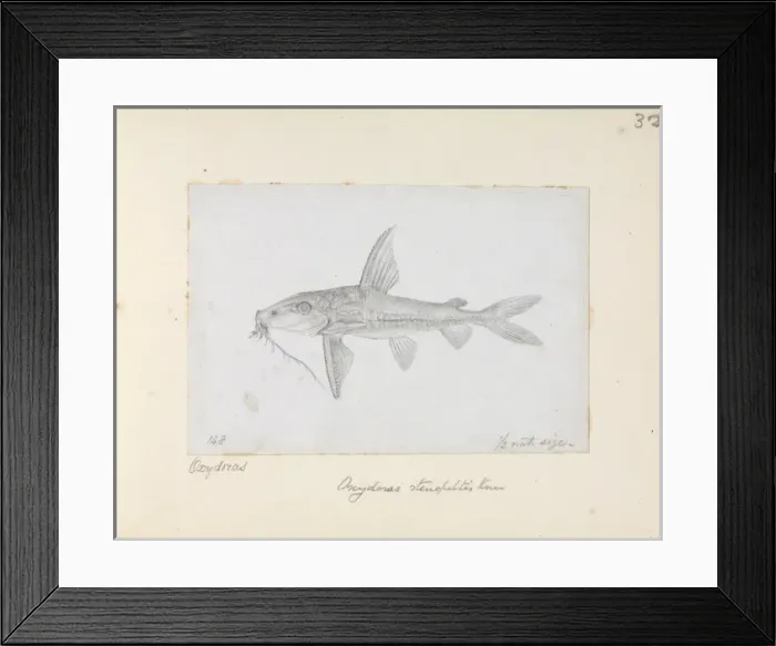 Framed Print : Hemidoras stenopeltis, catfish