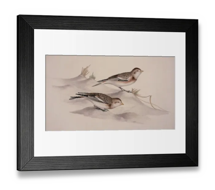 Framed Print : Plectrophenax nivalis, snow bunting