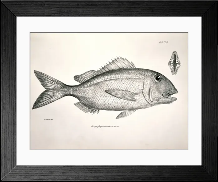 Framed Print : Calamus taurinus, Galapagos porgy Framed Print : Calamus taurinus, Galapagos porgy