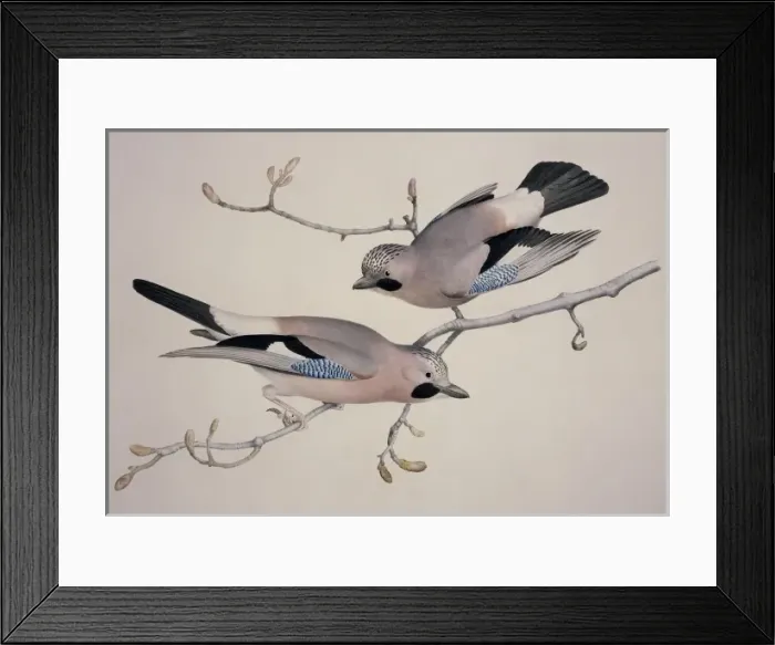 Framed Print : Garrulus glandarius, Eurasian jay Framed Print : Garrulus glandarius, Eurasian jay