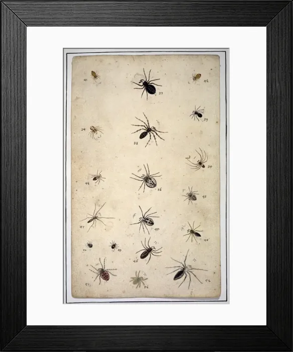 Framed Print : English spiders by Eleazar Albin Framed Print : English spiders by Eleazar Albin