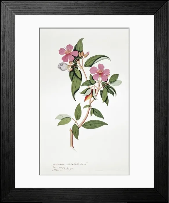 Framed Print : Melastoma malabathrica, black-strawberry tree Framed Print : Melastoma malabathrica, black-strawberry tree