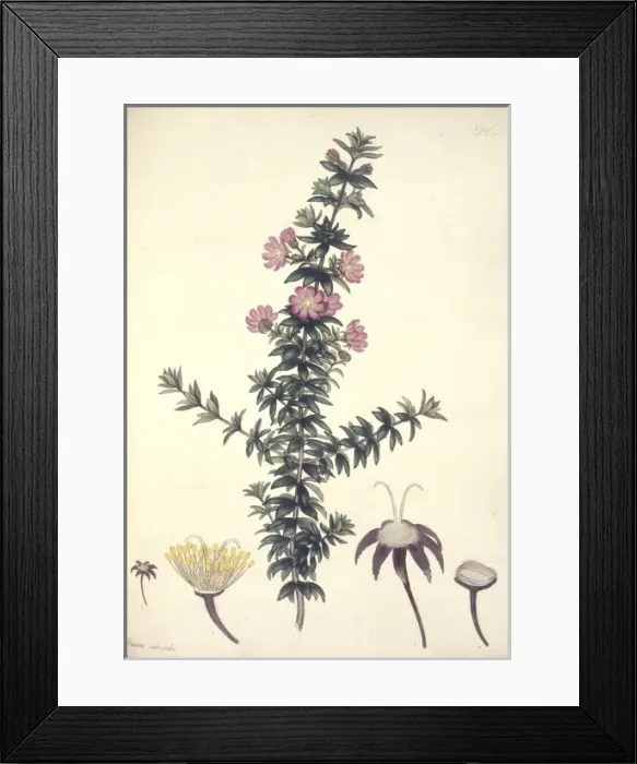 Framed Print : Bauera rubioides, dog rose Framed Print : Bauera rubioides, dog rose