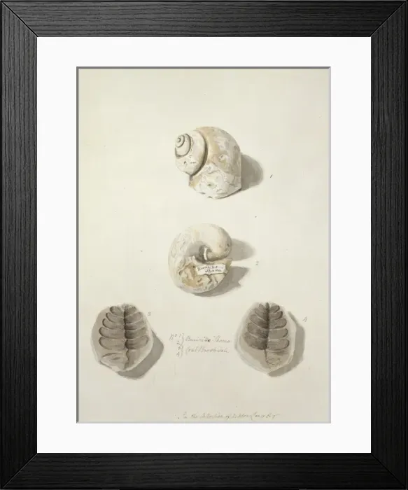 Framed Print : Fossilised naticid gastropods and leaves Framed Print : Fossilised naticid gastropods and leaves