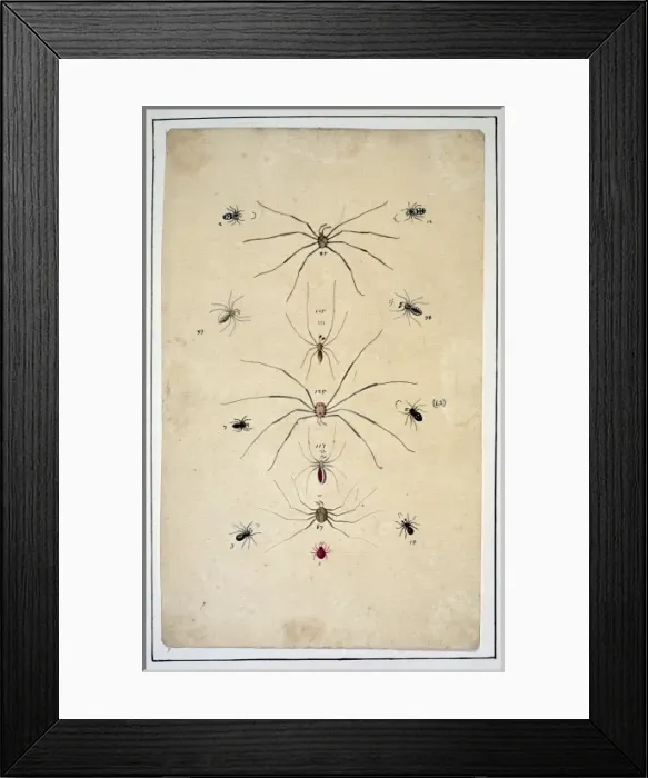 Framed Print : English spiders by Eleazar Albin Framed Print : English spiders by Eleazar Albin