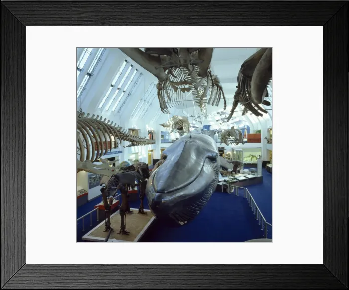 Framed Print : Balaenoptera musculus, blue whale Framed Print : Balaenoptera musculus, blue whale