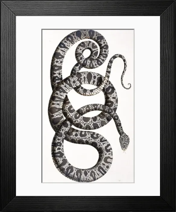 Framed Print : Snake by Albertus Seba Framed Print : Snake by Albertus Seba