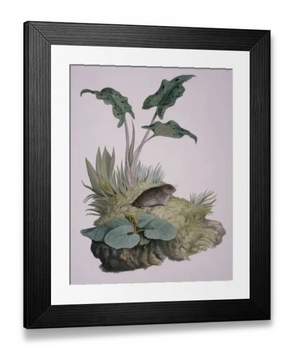 Framed Print : Microtus agrestis, field vole Framed Print : Microtus agrestis, field vole