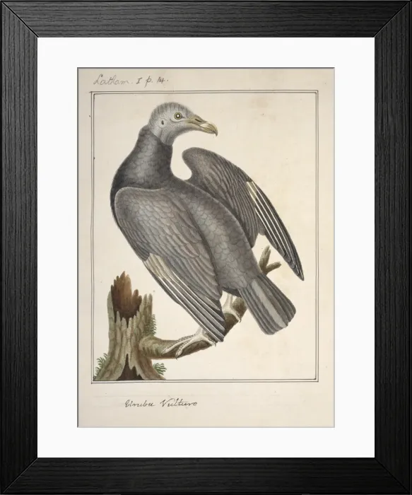 Framed Print : Coragyps atratus, black vulture Framed Print : Coragyps atratus, black vulture