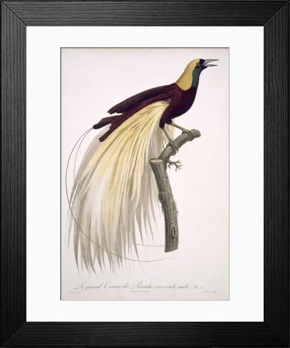 Framed Print : Paradisaea apoda, greater bird-of-paradise Framed Print : Paradisaea apoda, greater bird-of-paradise