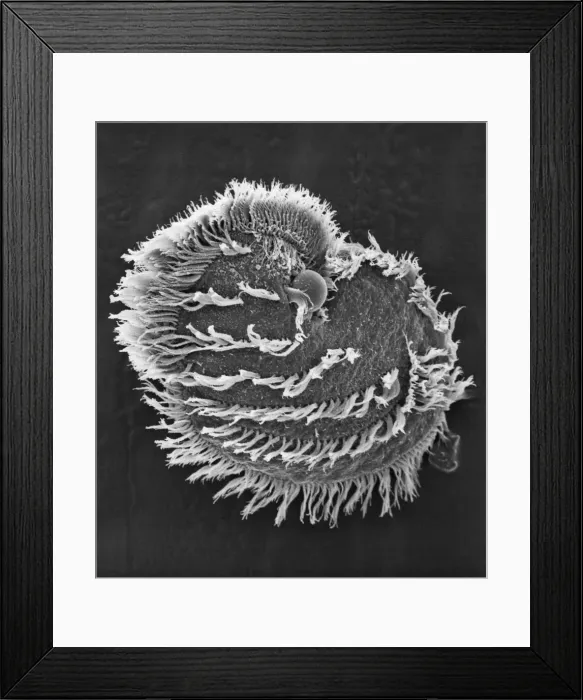 Framed Print : Ciliate plankton Framed Print : Ciliate plankton