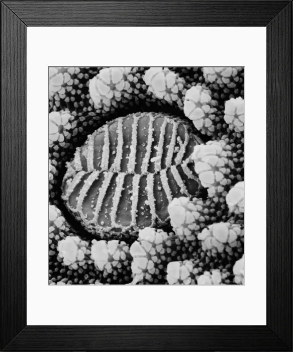 Framed Print : Collembola sp. springtail Framed Print : Collembola sp. springtail