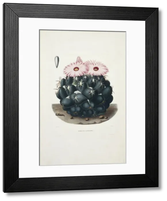 Framed Print : Mammillaria elephantidens, elephants tooth