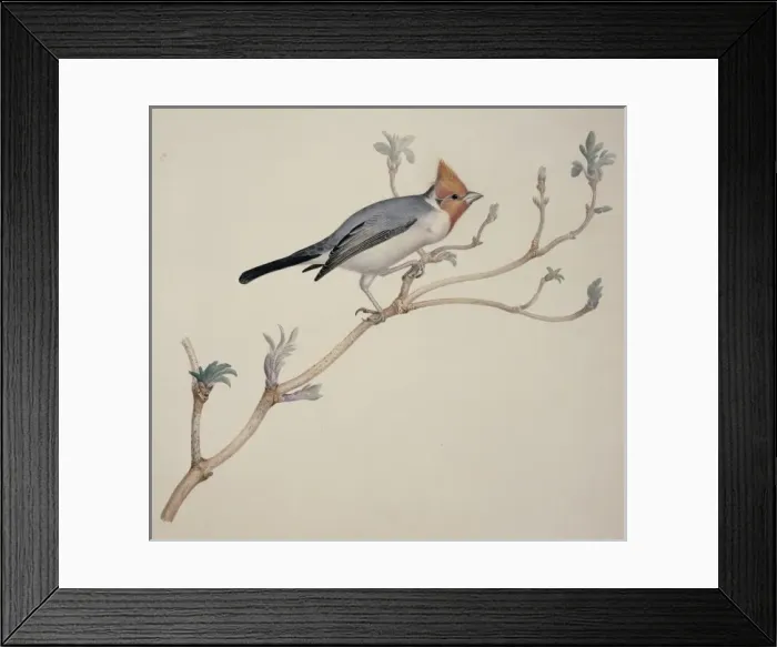 Framed Print : Paroaria coronata, red-crested cardinal Framed Print : Paroaria coronata, red-crested cardinal
