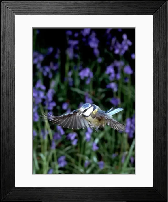 Framed Print : Parus caeruleus, blue tit Framed Print : Parus caeruleus, blue tit