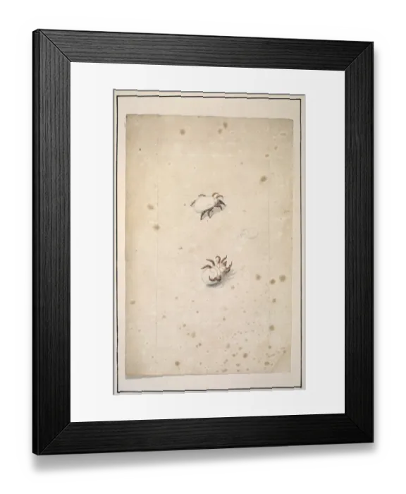 Framed Print : English spiders Framed Print : English spiders