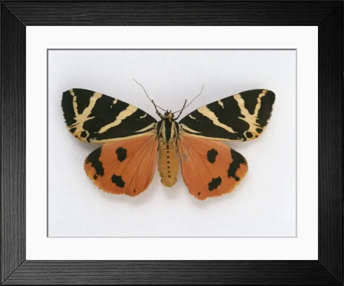 Framed Print : Euplagia quadripunctaria, Jersey tiger moth Framed Print : Euplagia quadripunctaria, Jersey tiger moth
