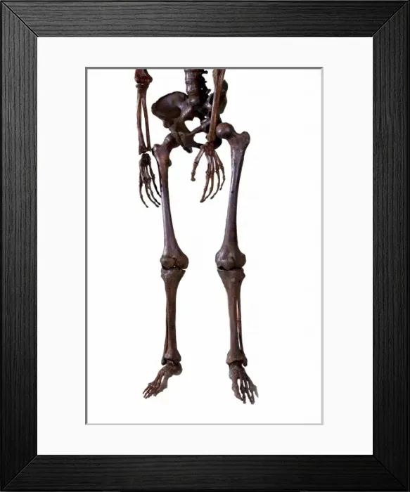 Framed Print : Homo neanderthalensis, Neanderthal Man skeleton Framed Print : Homo neanderthalensis, Neanderthal Man skeleton