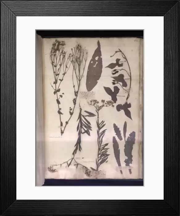 Framed Print : Lawson plant specimens Framed Print : Lawson plant specimens