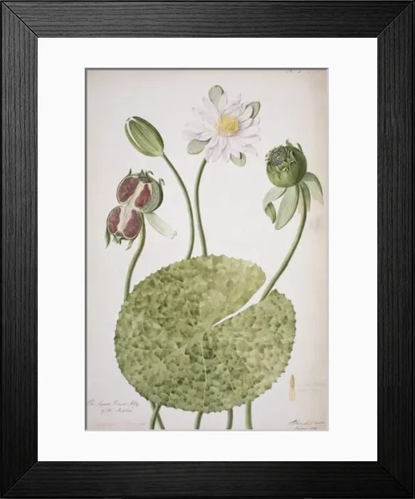 Framed Print : Nymphaea lotus, water lily of Malabar Framed Print : Nymphaea lotus, water lily of Malabar