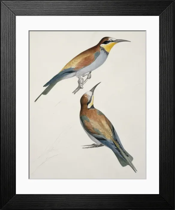 Framed Print : Merops apiaster, European bee-eater Framed Print : Merops apiaster, European bee-eater