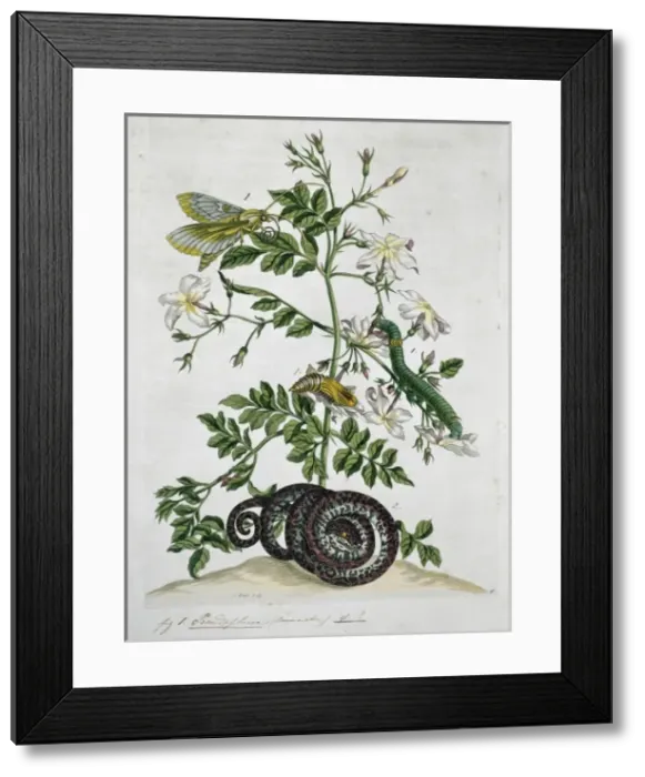 Framed Print : Green caterpillar & adult moth Framed Print : Green caterpillar & adult moth