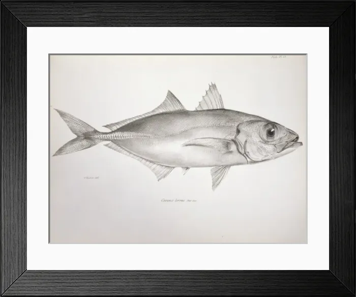 Framed Print : Selar crumenophthalmus, bigeye scad Framed Print : Selar crumenophthalmus, bigeye scad