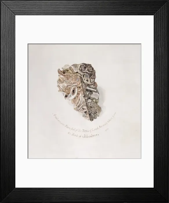 Framed Print : Quaternary fissure breccia Framed Print : Quaternary fissure breccia