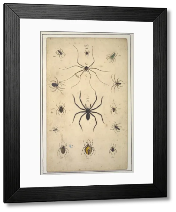 Framed Print : English spiders by Eleazar Albin Framed Print : English spiders by Eleazar Albin
