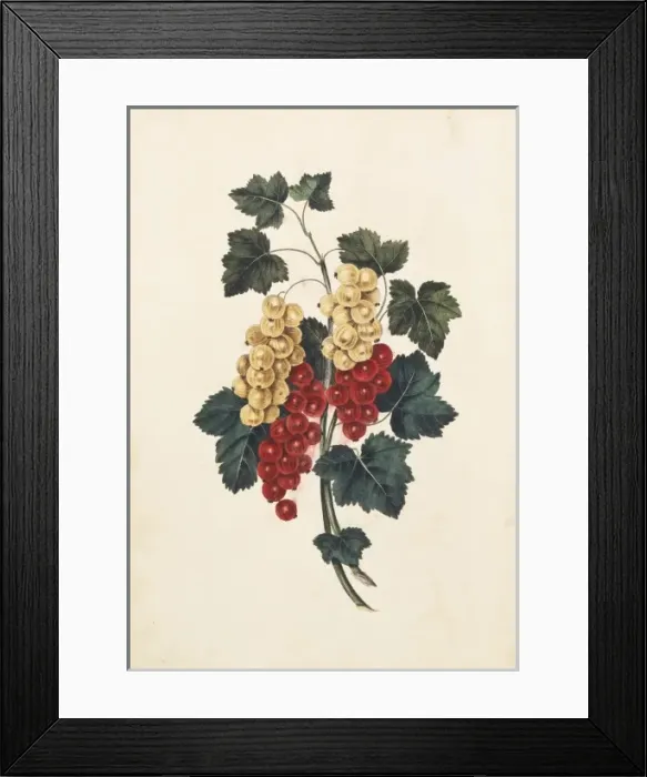 Framed Print : Ribes sativum, white and red currants Framed Print : Ribes sativum, white and red currants