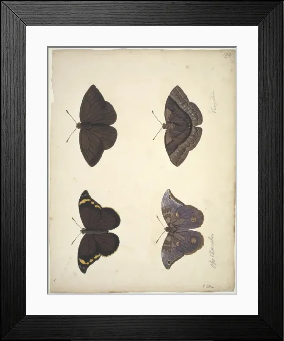 Framed Print : Unpublished lepidoptera watercolour by Eleazar Albin Framed Print : Unpublished lepidoptera watercolour by Eleazar Albin