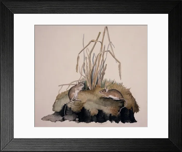 Framed Print : Apodemus sylvaticus, long-tailed field mouse Framed Print : Apodemus sylvaticus, long-tailed field mouse