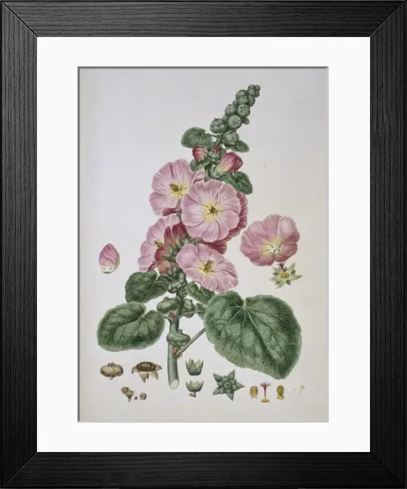Framed Print : Alcea rosea, hollyhock Framed Print : Alcea rosea, hollyhock