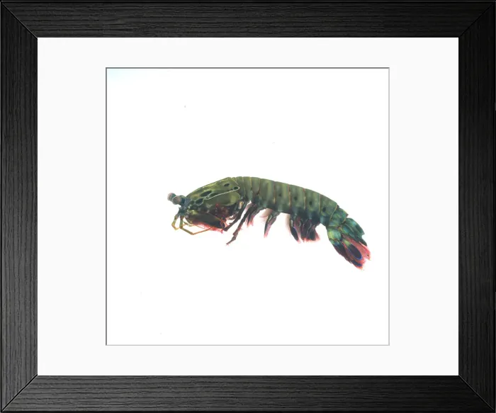 Framed Print : Odontodactylus scyallarus, mantis shrimp Framed Print : Odontodactylus scyallarus, mantis shrimp