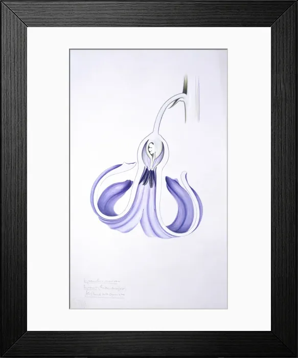 Framed Print : Hyacinthus orientalis, common hyacinth Framed Print : Hyacinthus orientalis, common hyacinth