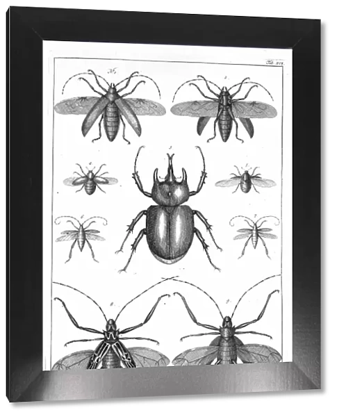Beetles illustration