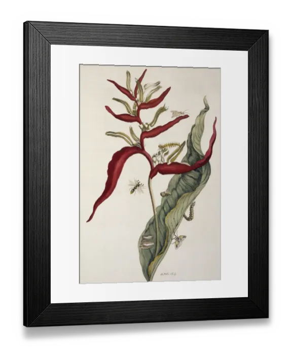 Framed Print : Insects of Surinam Framed Print : Insects of Surinam
