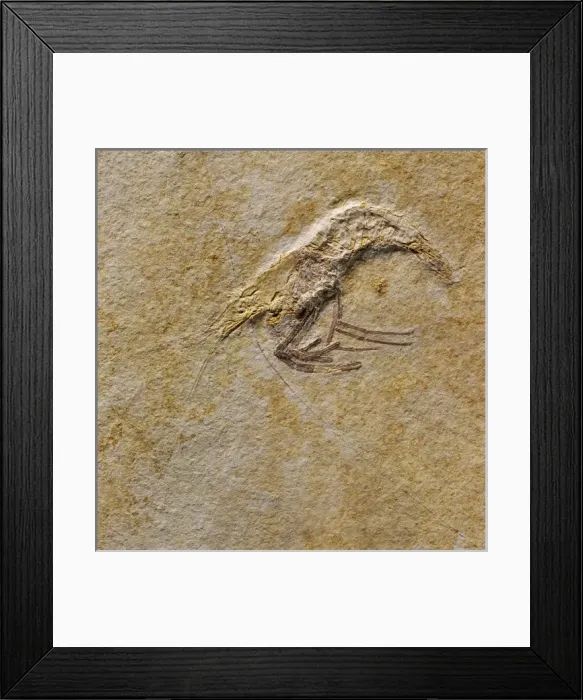 Framed Print : Fossil prawn Framed Print : Fossil prawn