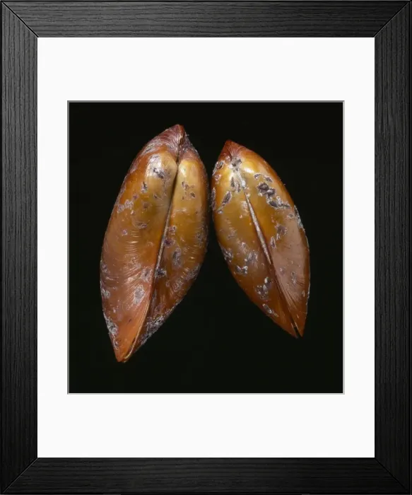 Framed Print : Bathymodiolus elongatus, giant vent mussel Framed Print : Bathymodiolus elongatus, giant vent mussel
