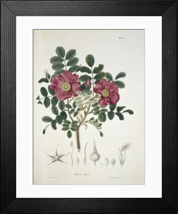 Framed Print : Turkestan rose, rosa rugosa Framed Print : Turkestan rose, rosa rugosa