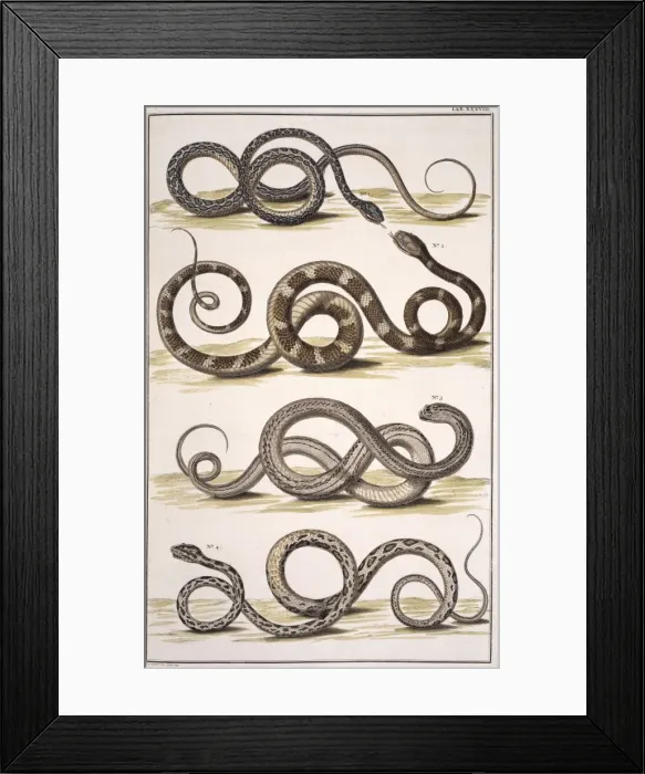 Framed Print : Snakes by Albertus Seba Framed Print : Snakes by Albertus Seba